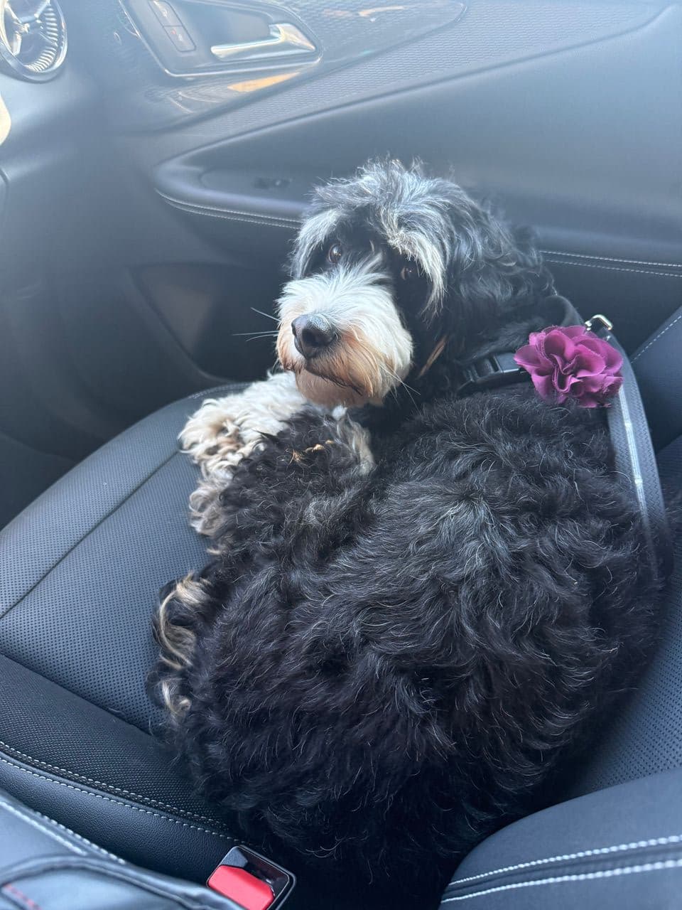 Pet travel photo 5