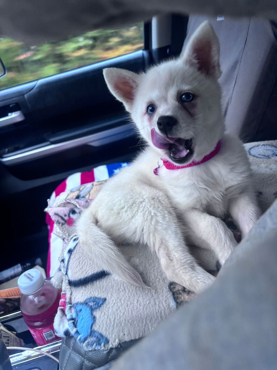 Pet travel photo 2