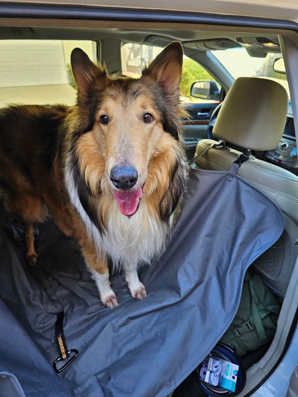 Pet travel photo 4