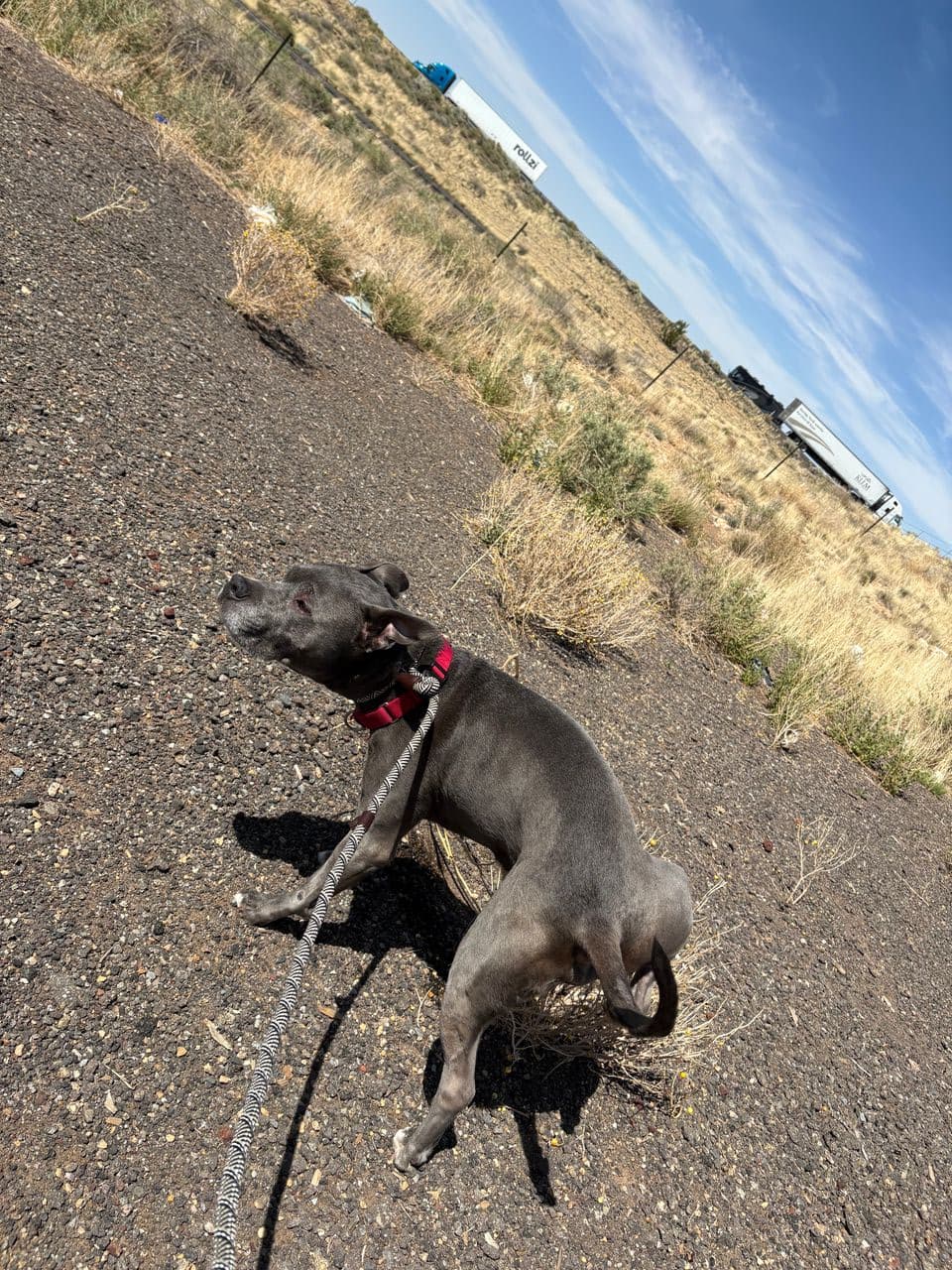 Pet travel photo 4