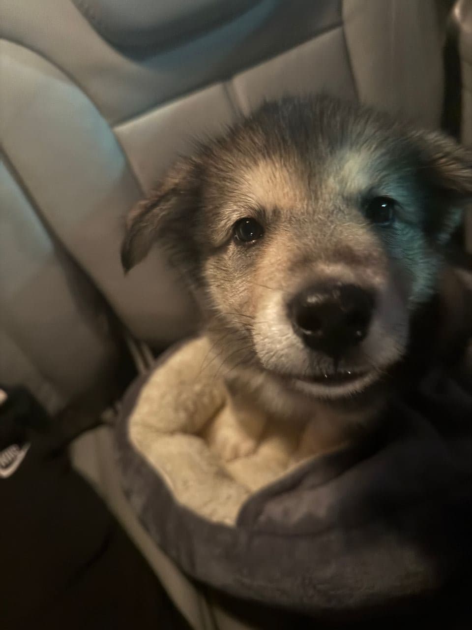 Pet travel photo 5