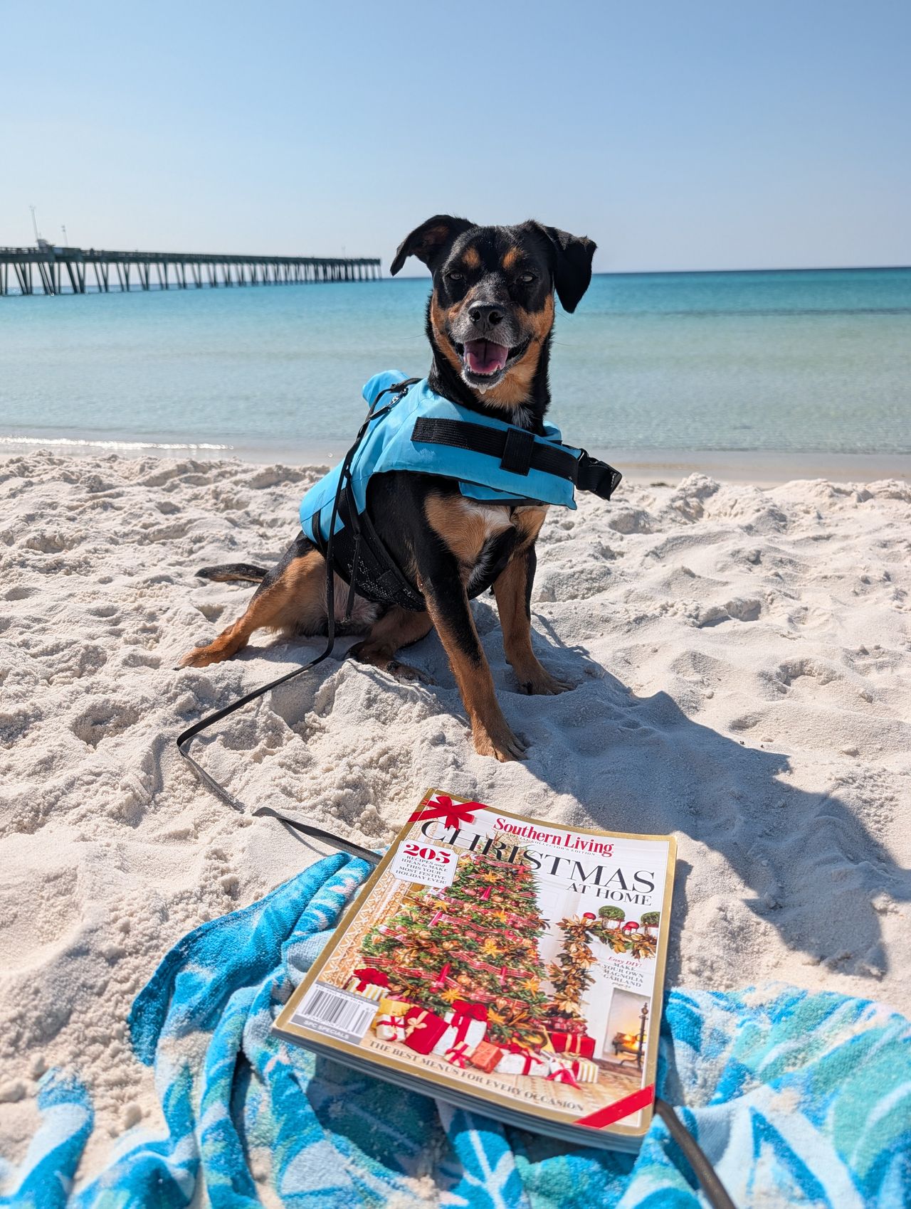 Pet travel photo 1