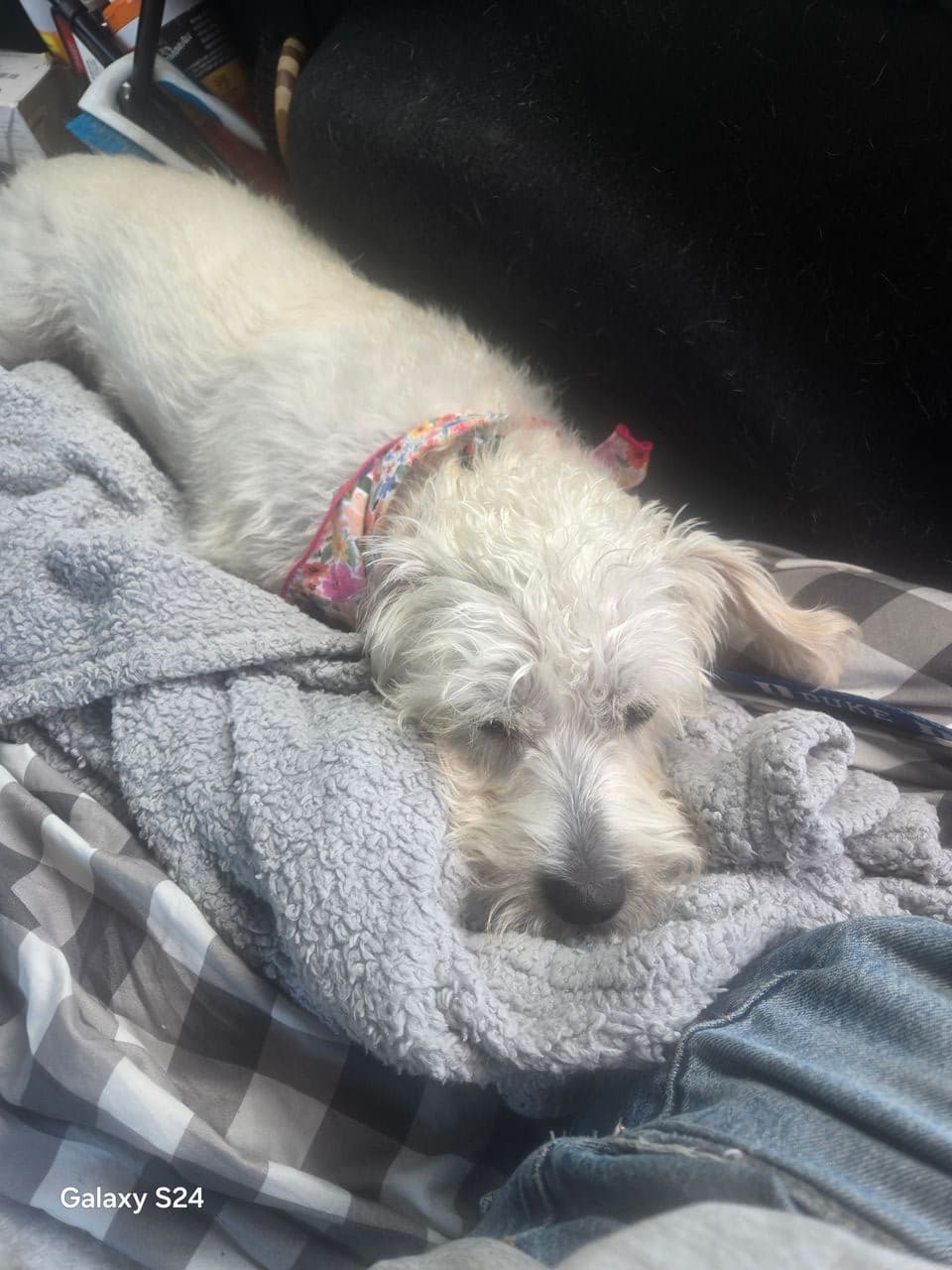 Pet travel photo 1
