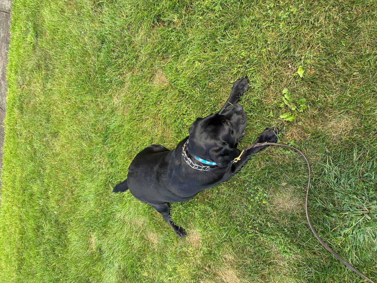 Pet travel photo 1