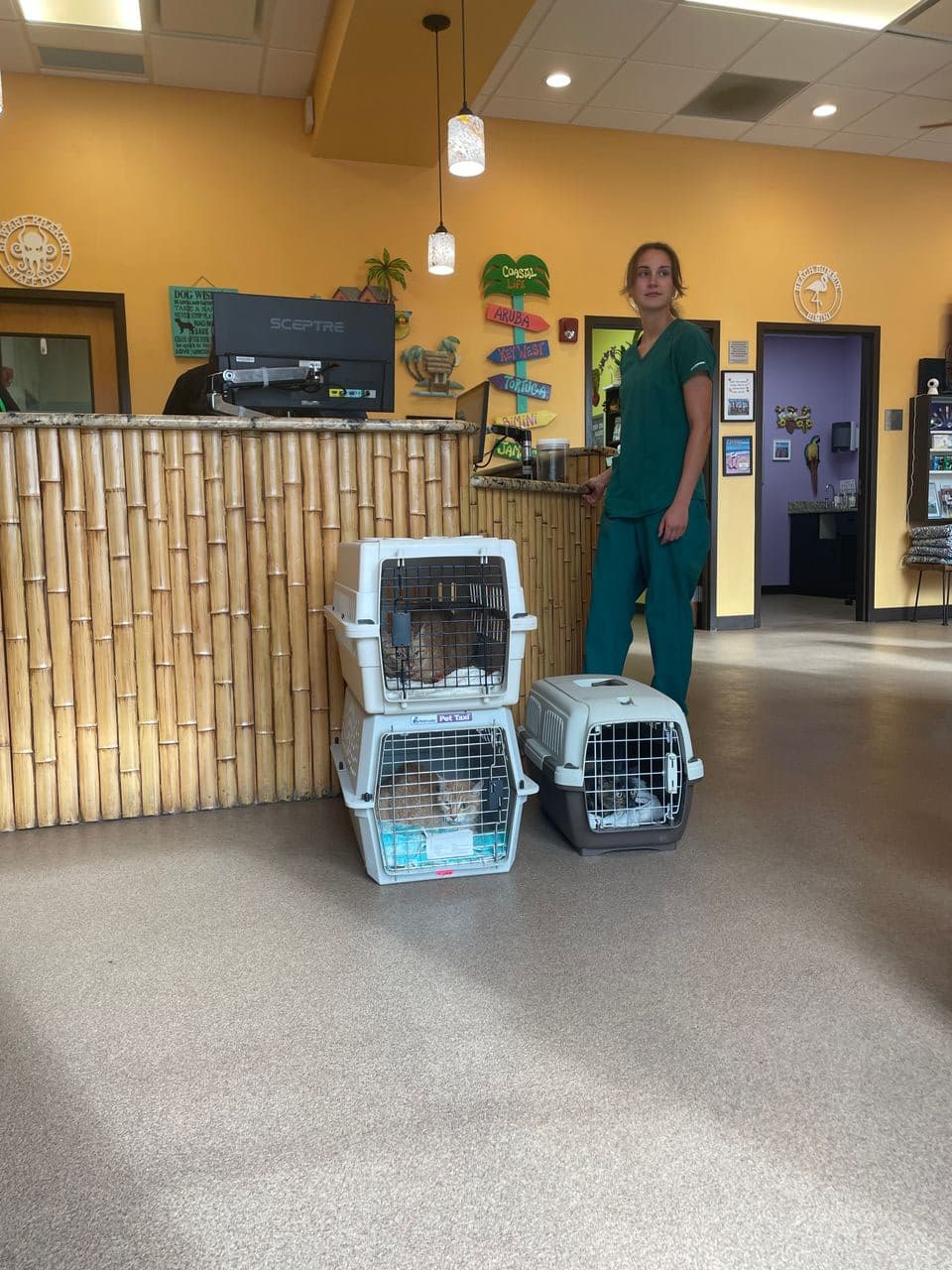 Pet travel photo 4