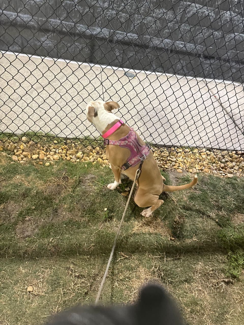 Pet travel photo 3