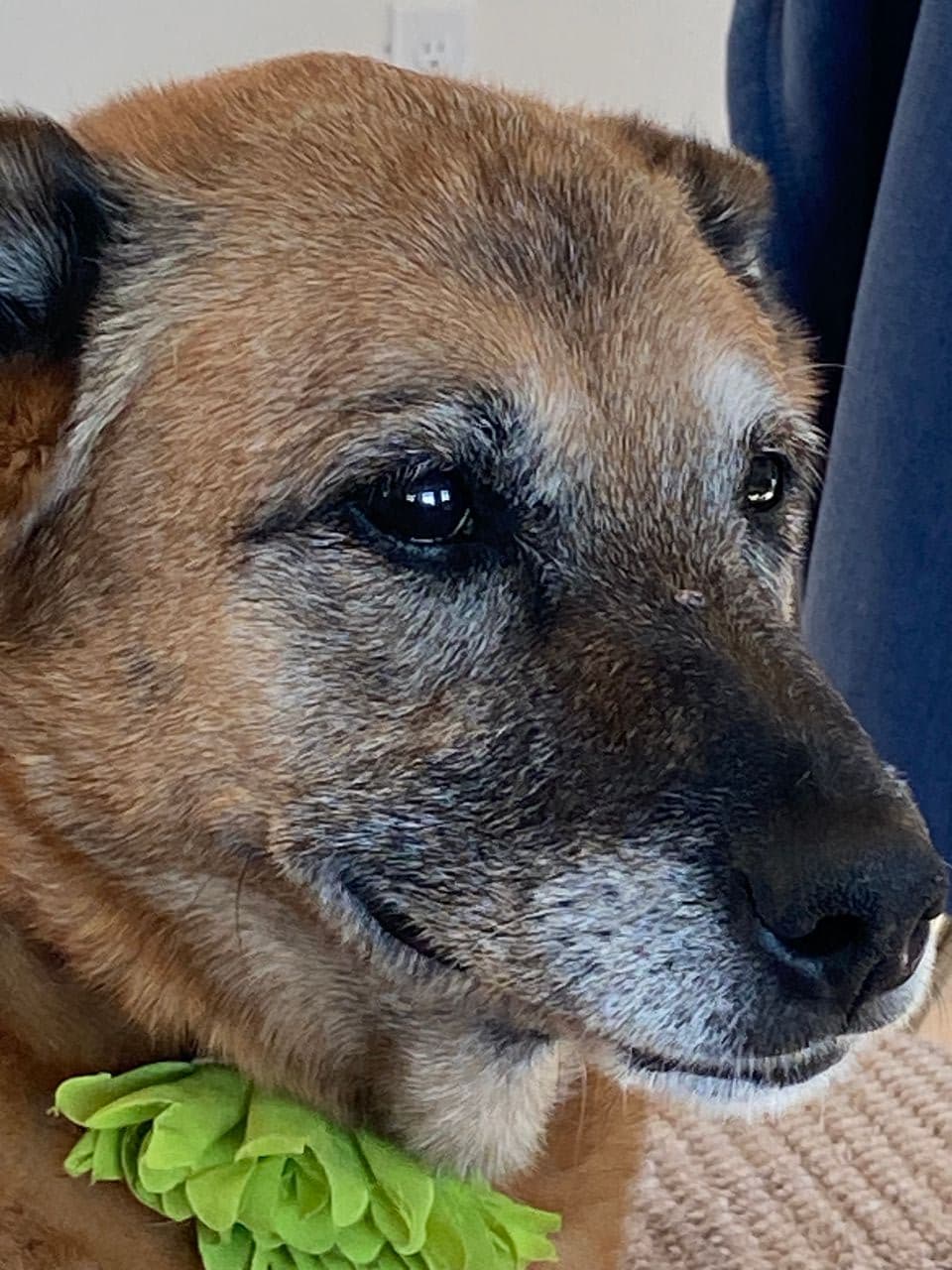 Pet travel photo 4