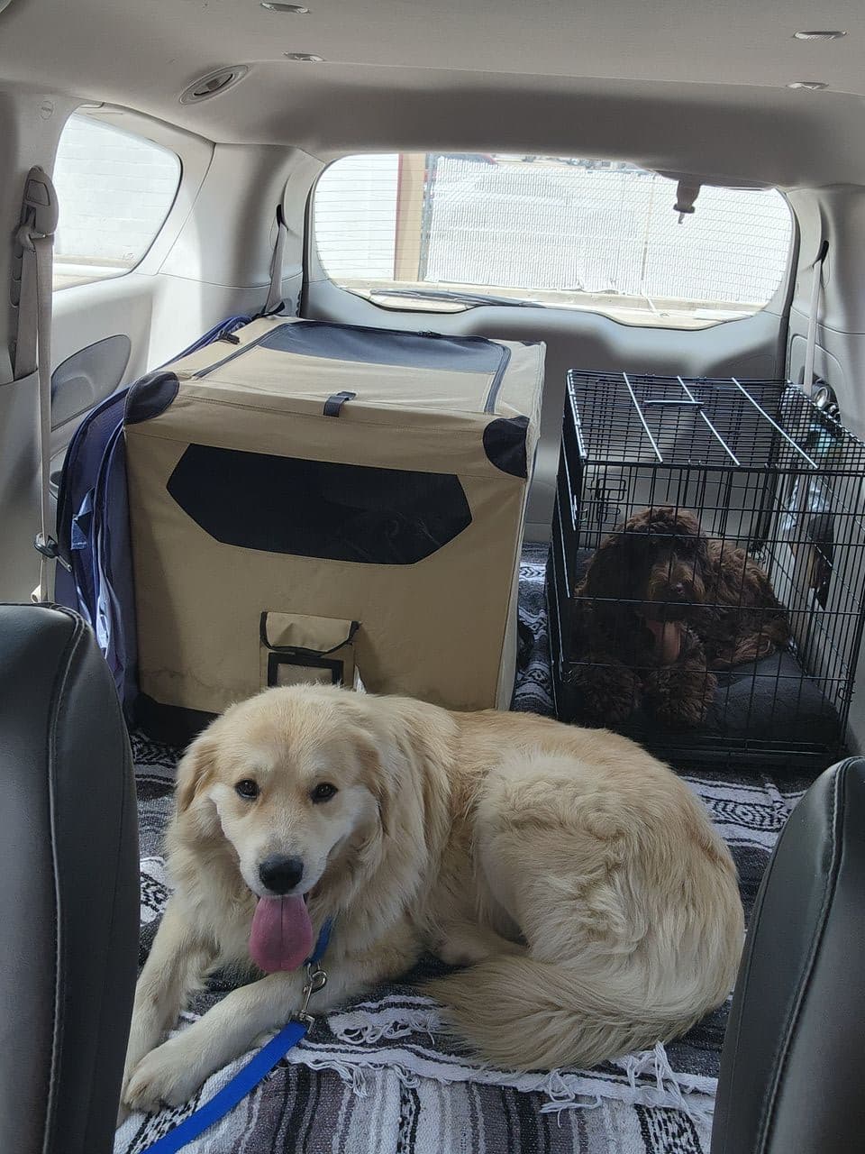 Pet travel photo 2