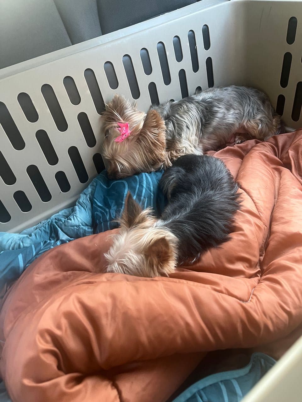 Pet travel photo 1