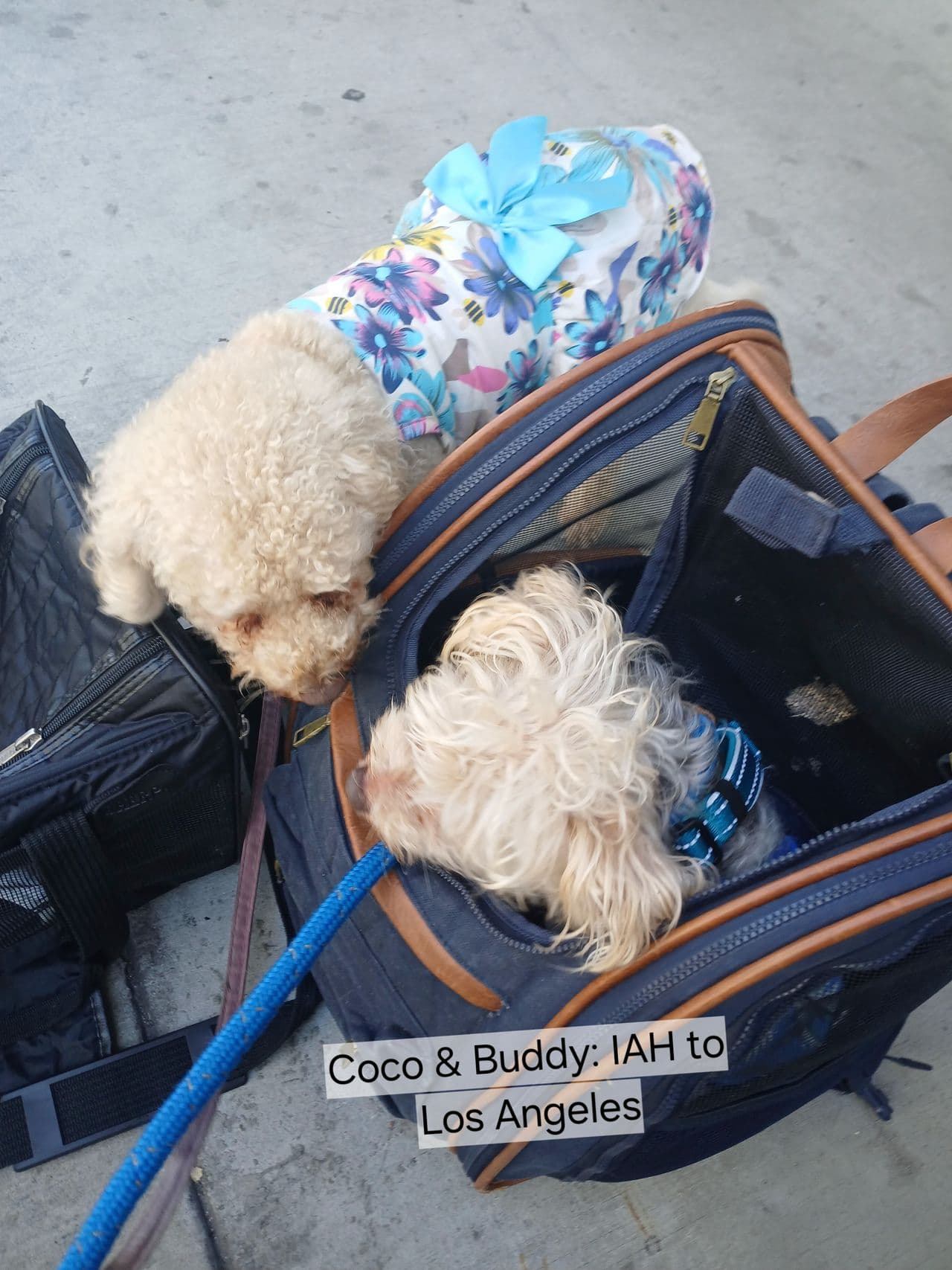 Pet travel photo 2