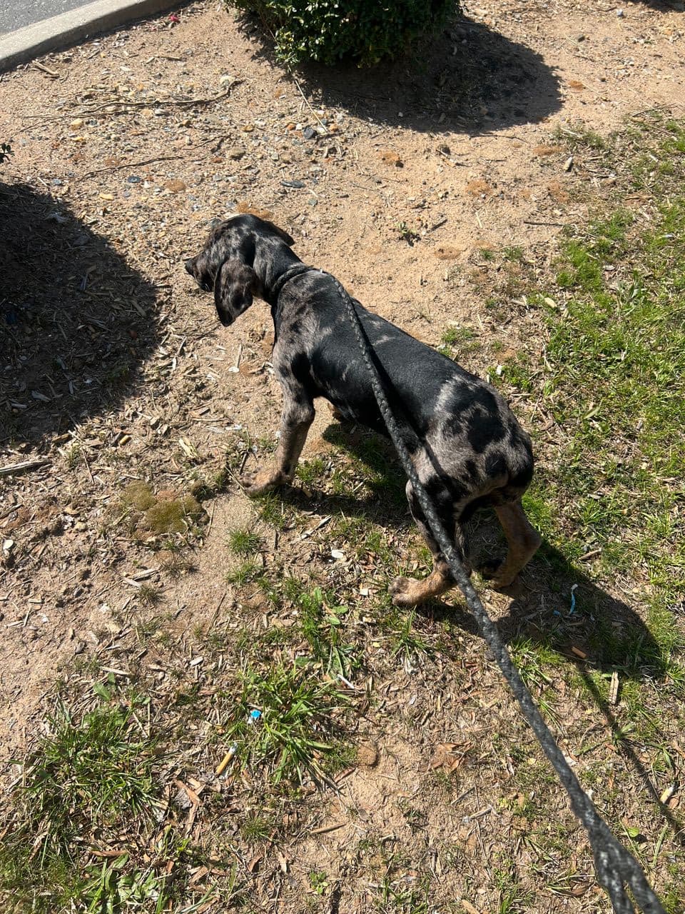 Pet travel photo 1