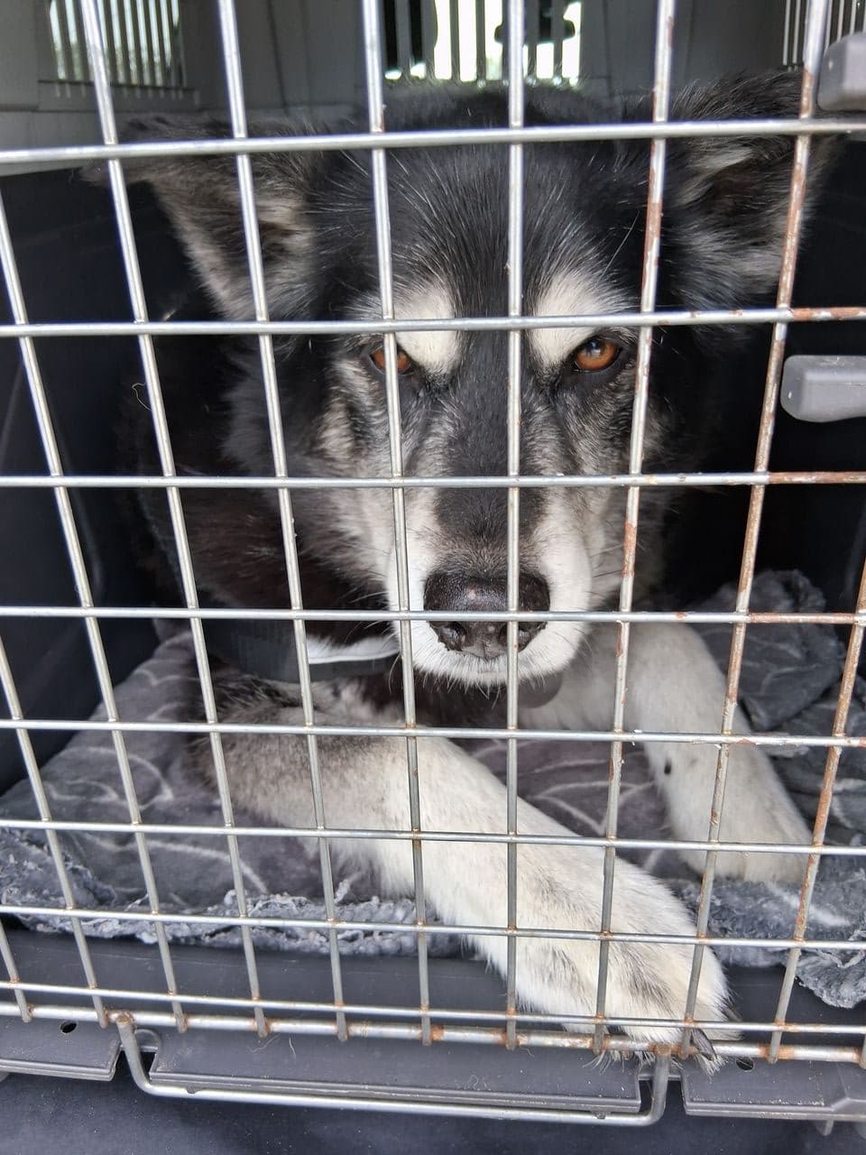 Pet travel photo 1
