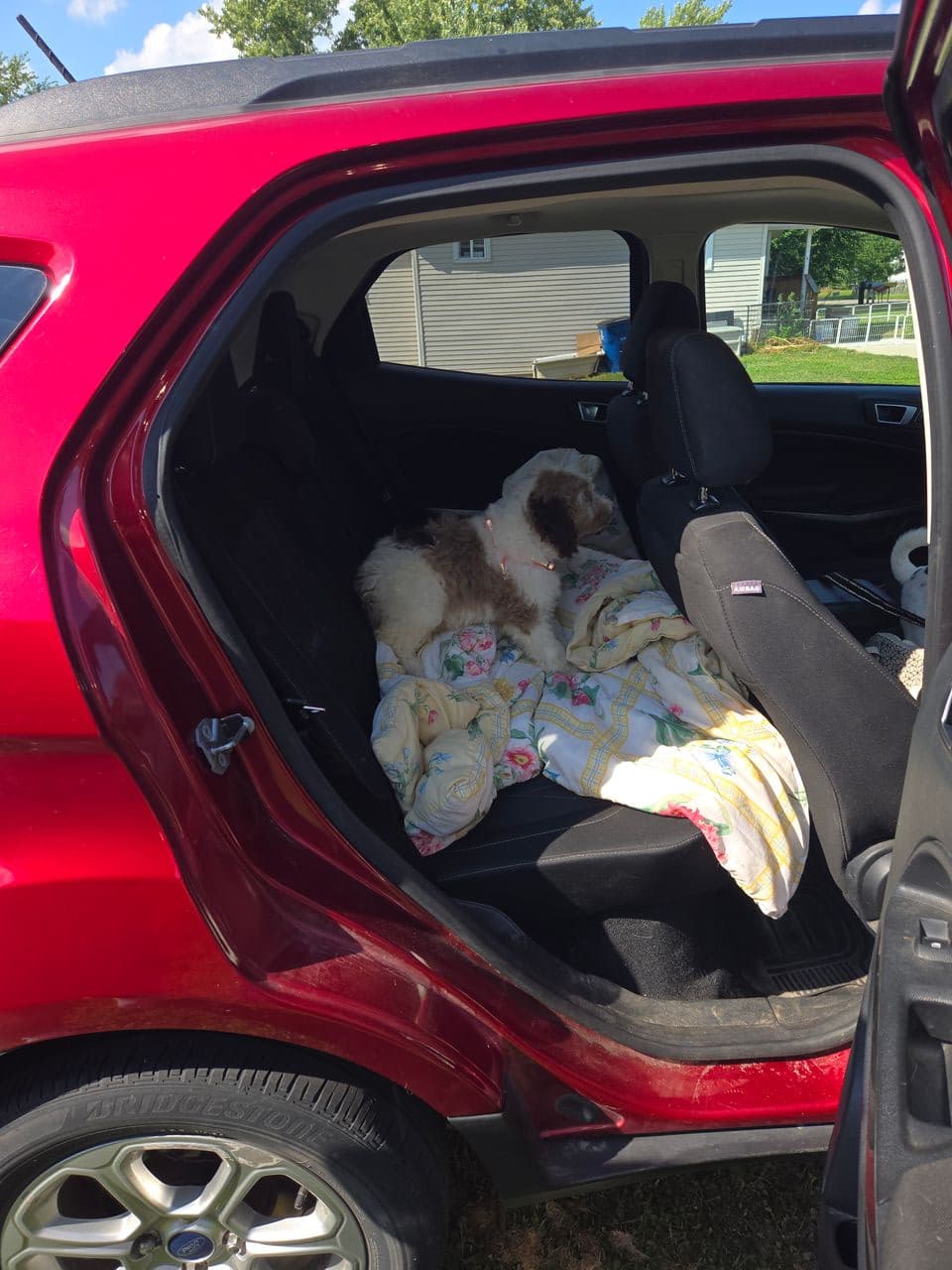 Pet travel photo 2
