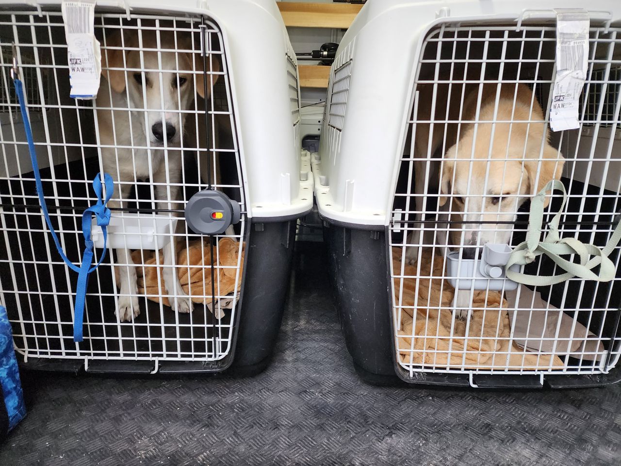 Pet travel photo 5