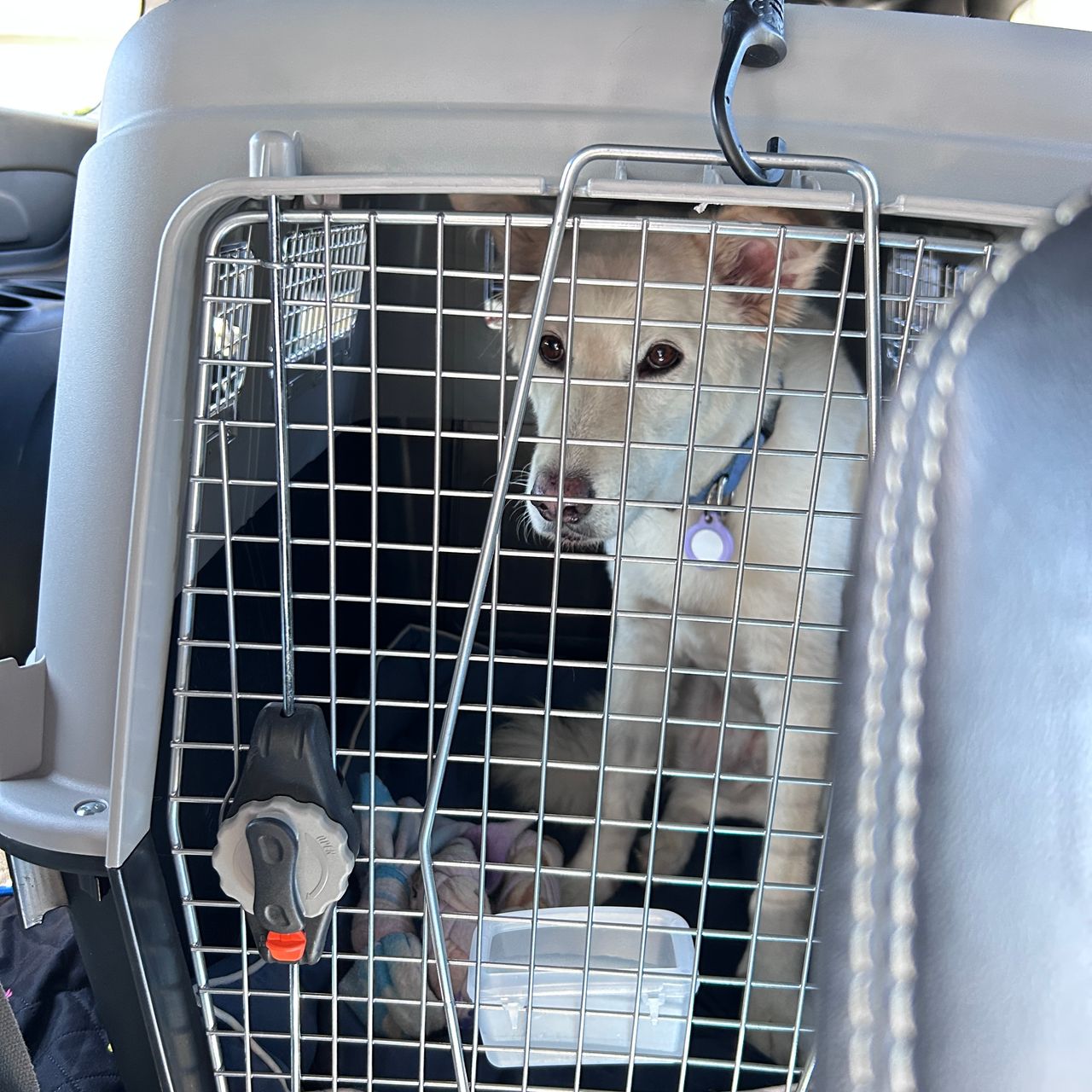 Pet travel photo 2