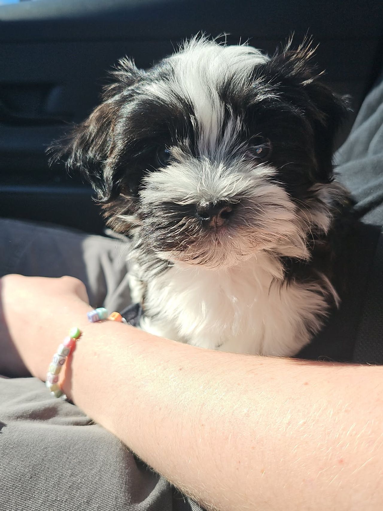 Pet travel photo 2