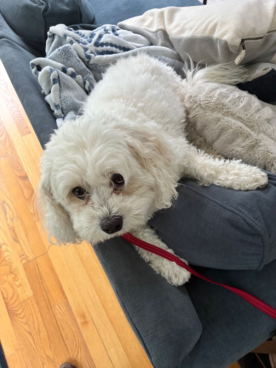Pet travel photo 5