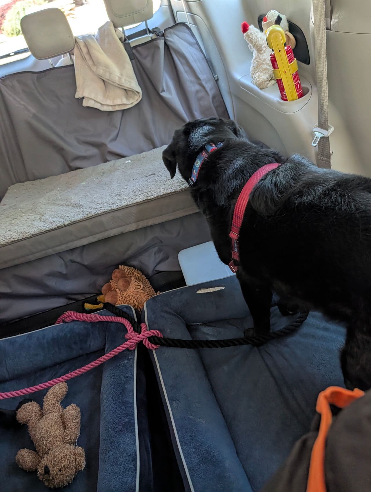 Pet travel photo 3
