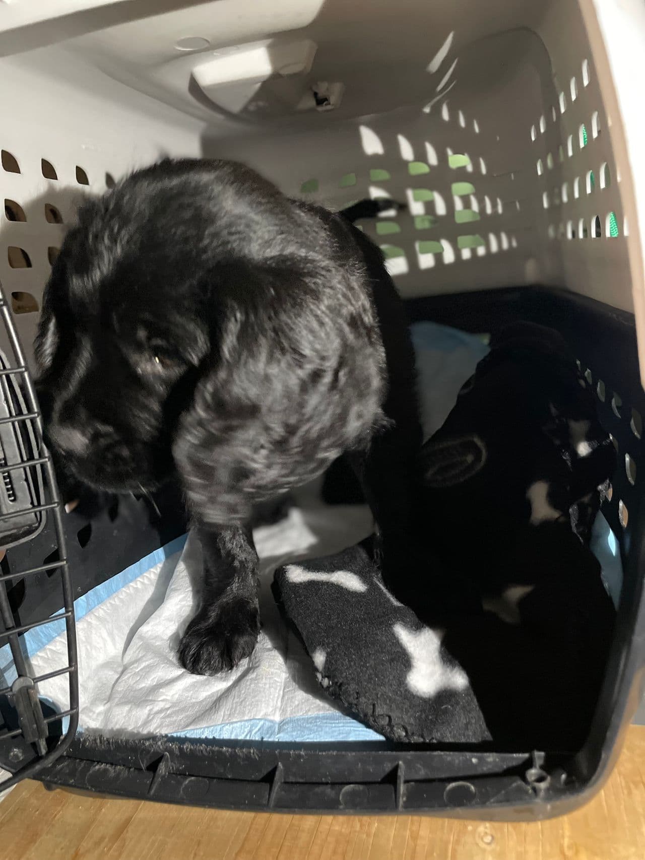 Pet travel photo 2