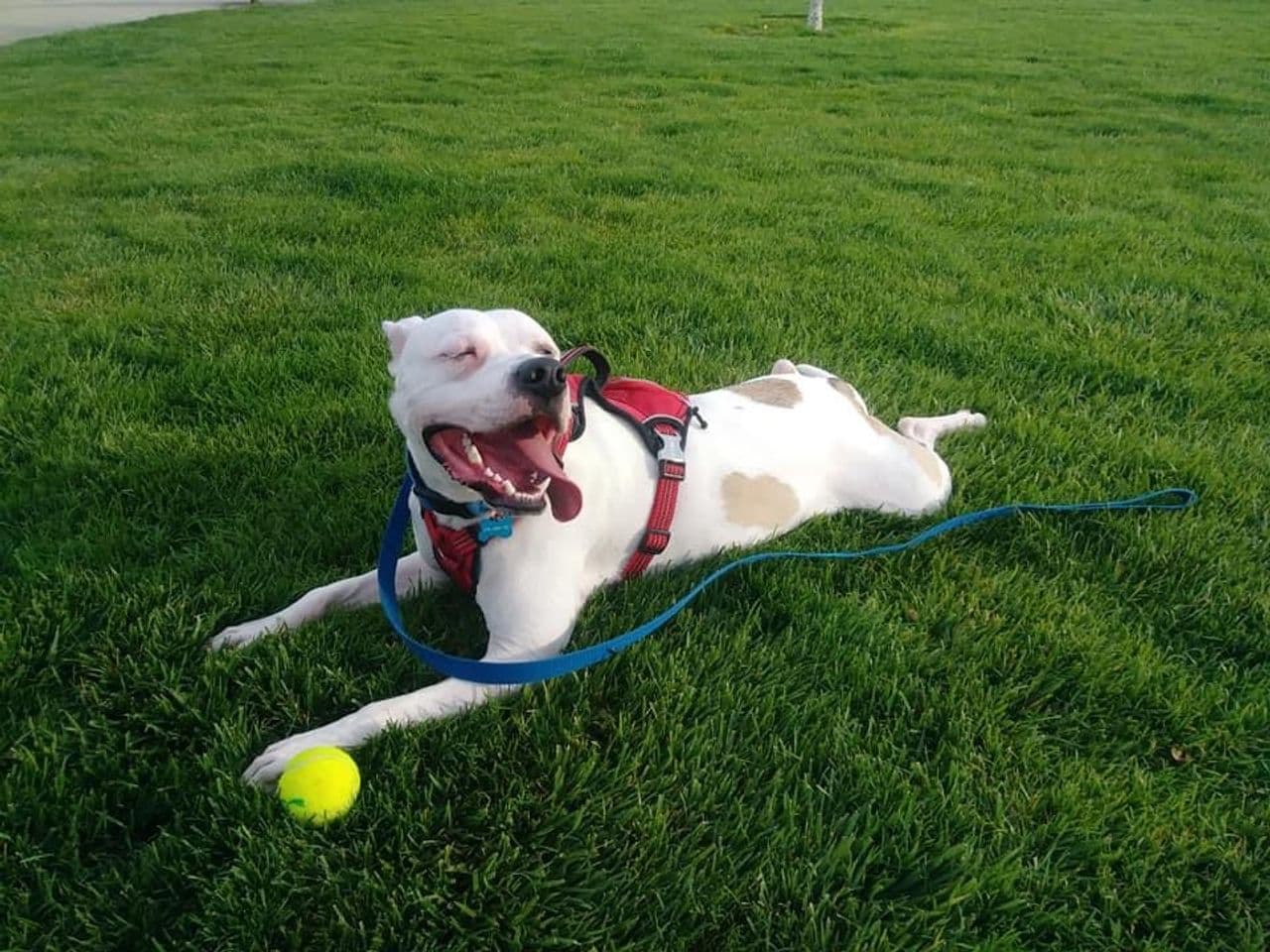 Pet travel photo 4