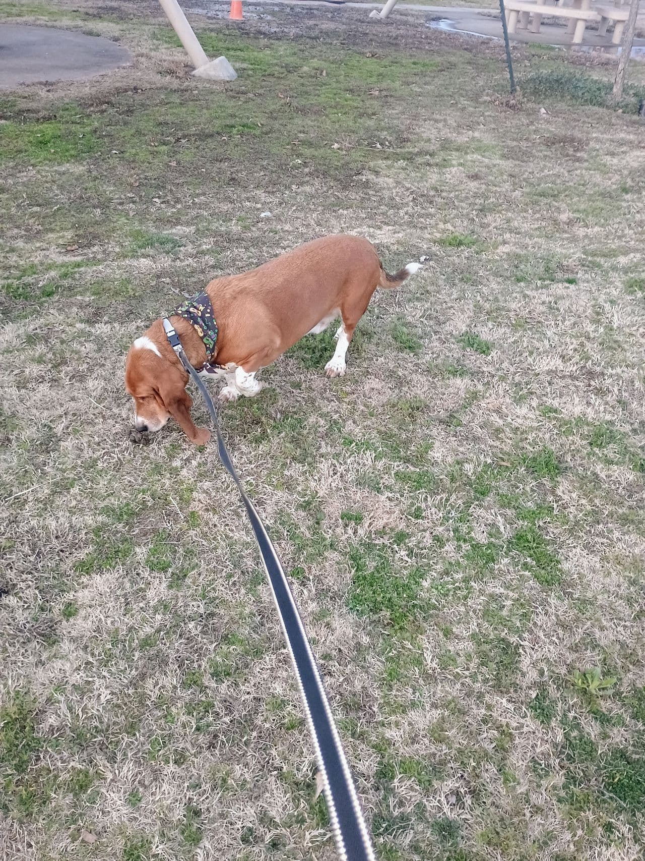Pet travel photo 3