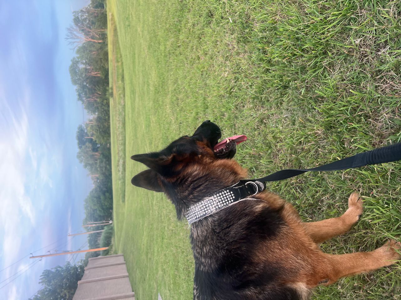 Pet travel photo 6
