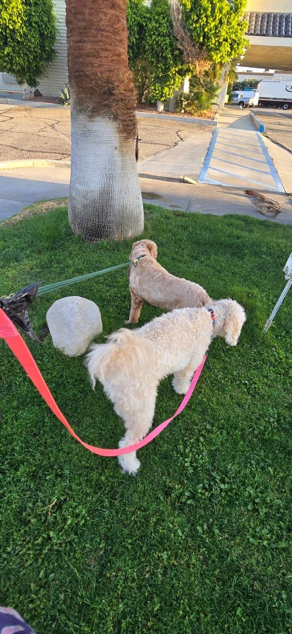 Pet travel photo 1