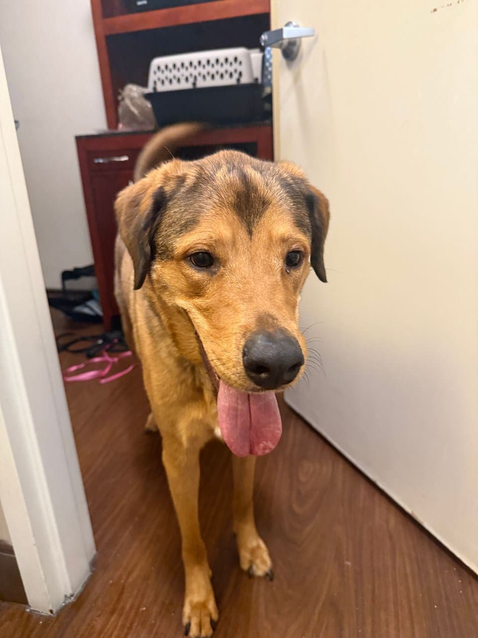 Pet travel photo 3