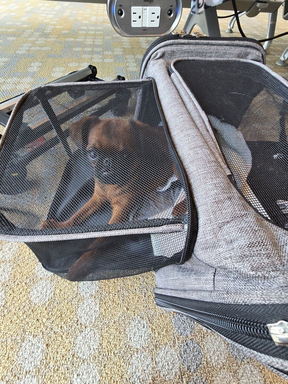 Pet travel photo 1