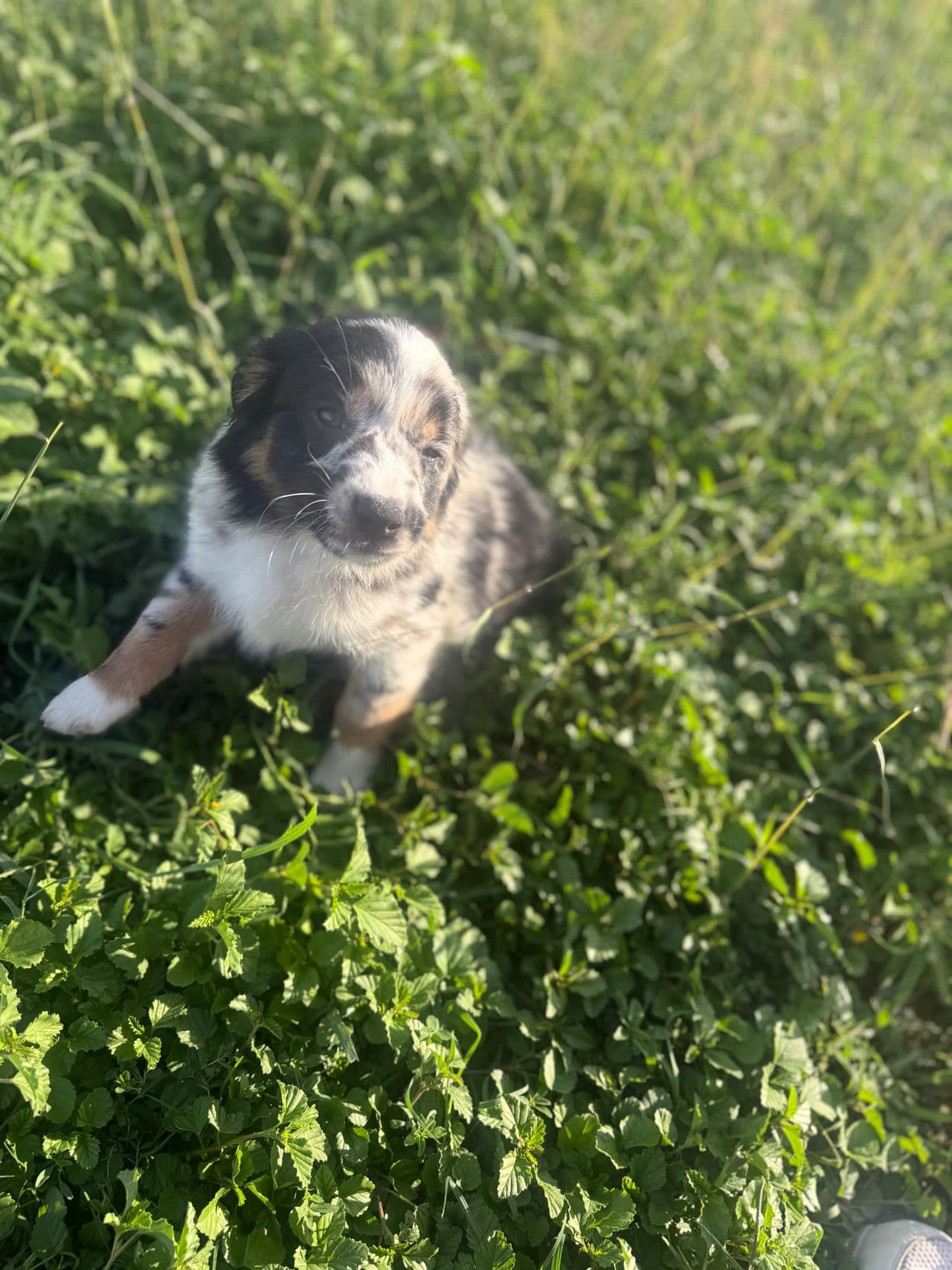 Pet travel photo 6