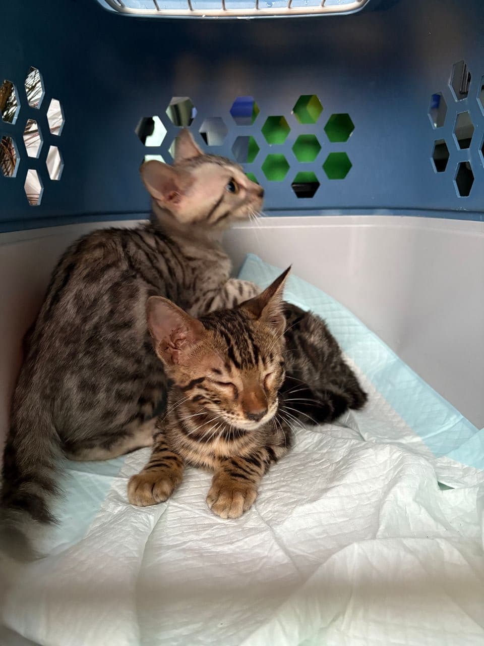 Pet travel photo 5