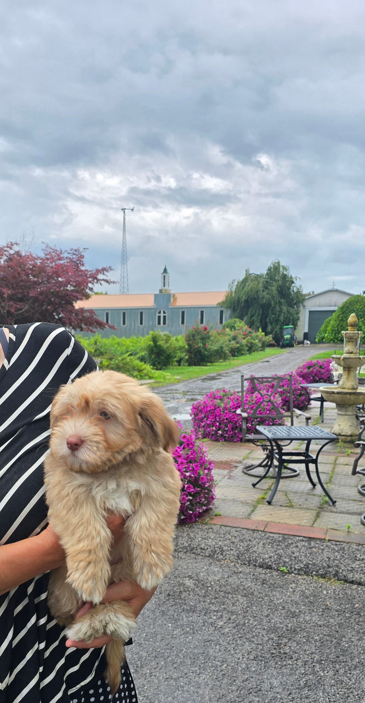 Pet travel photo 3