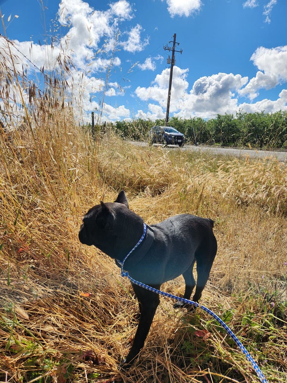 Pet travel photo 1