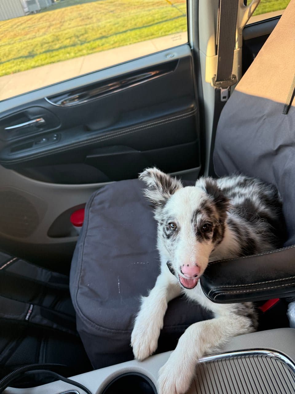 Pet travel photo 4