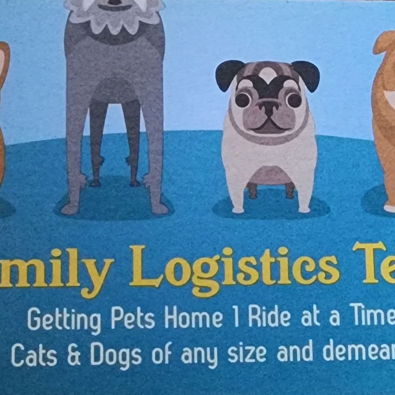 Pet travel photo 5
