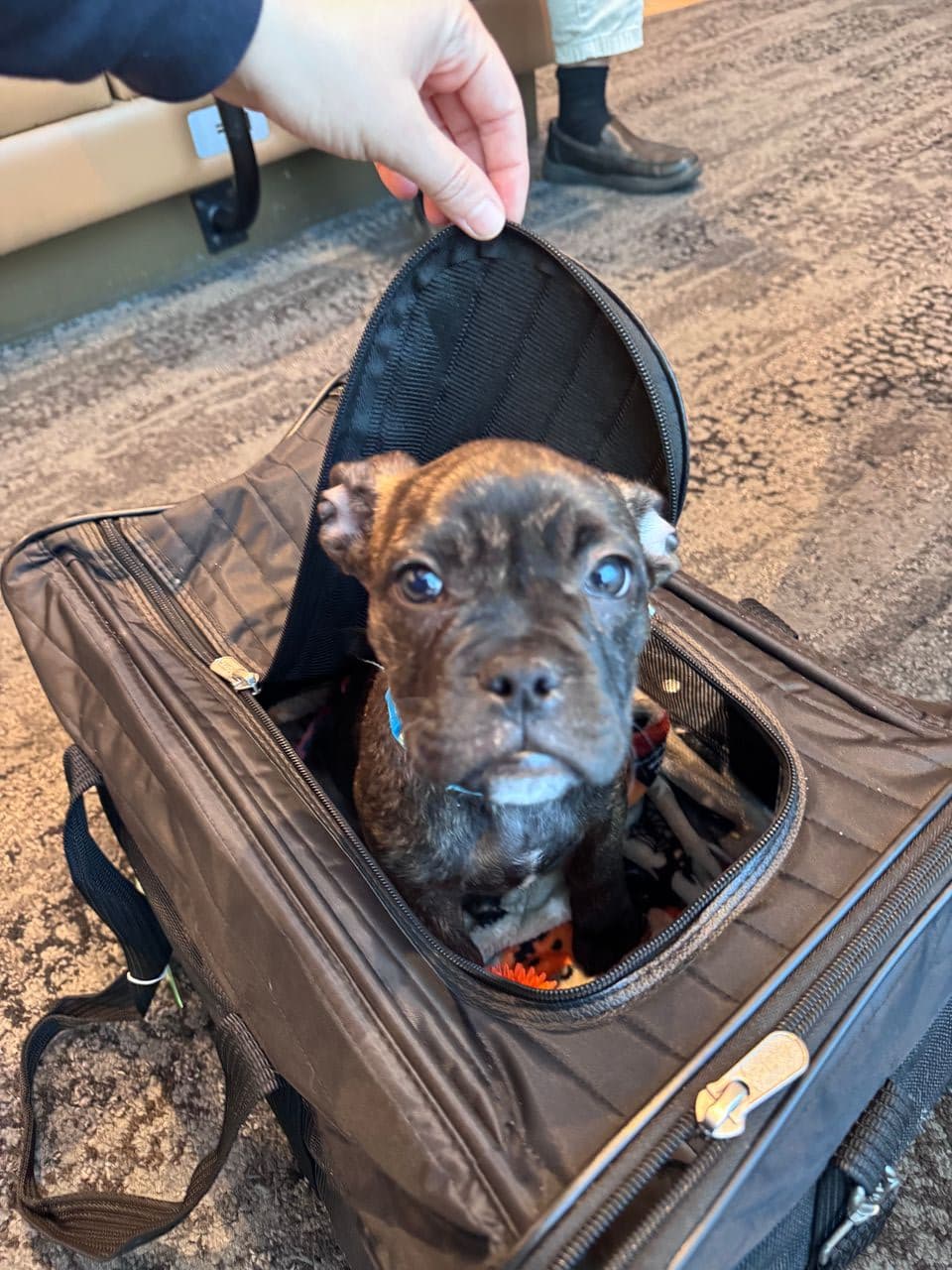 Pet travel photo 5