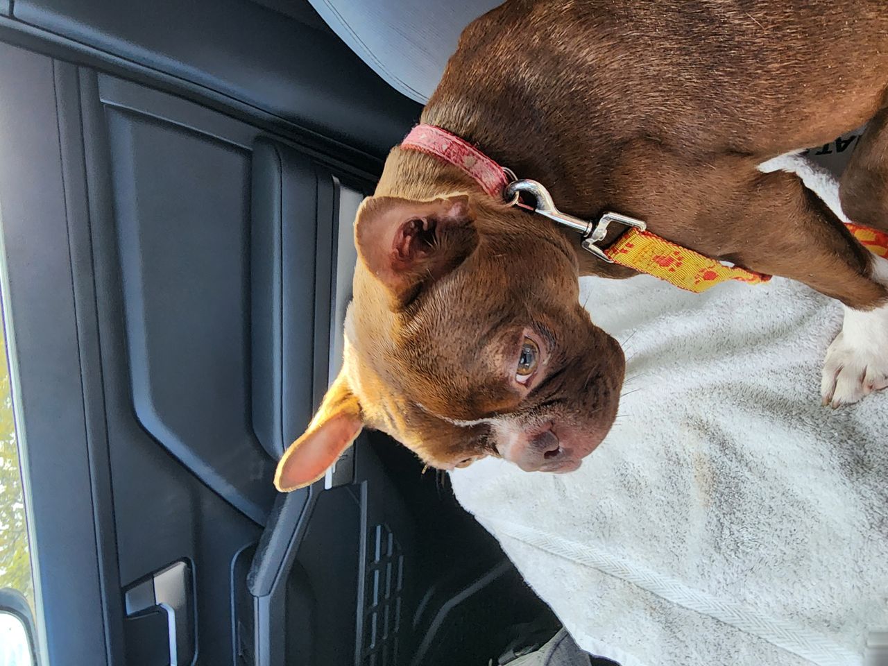 Pet travel photo 5