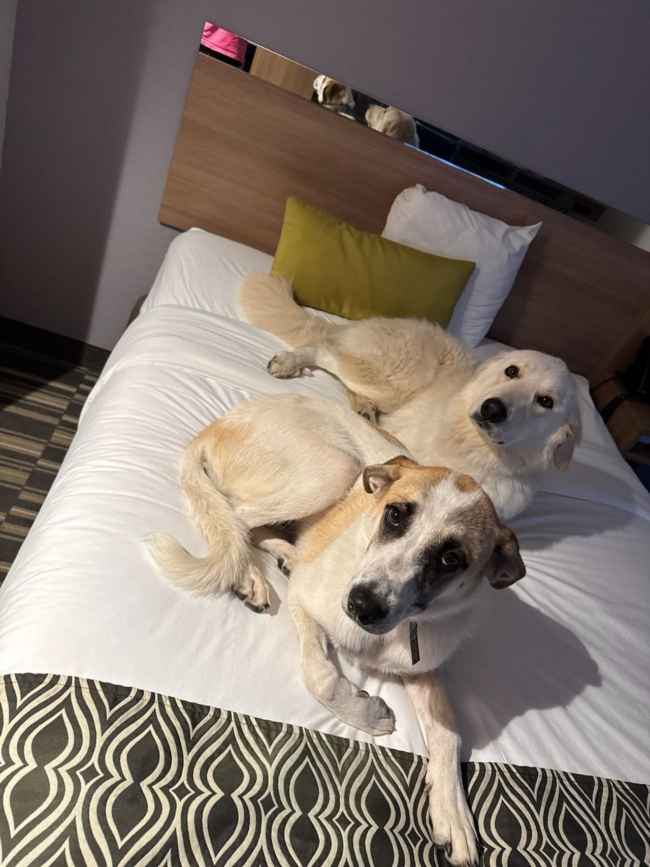 Pet travel photo 3