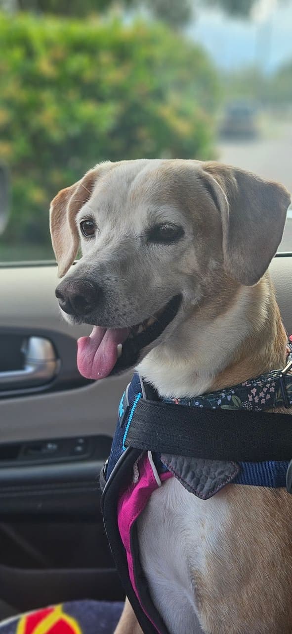 Pet travel photo 6
