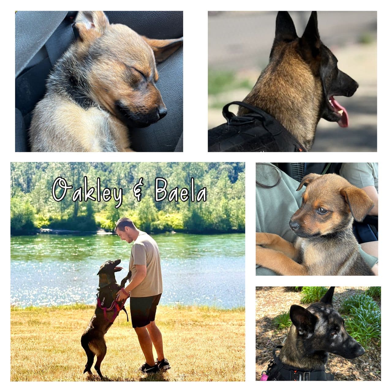 Pet travel photo 5