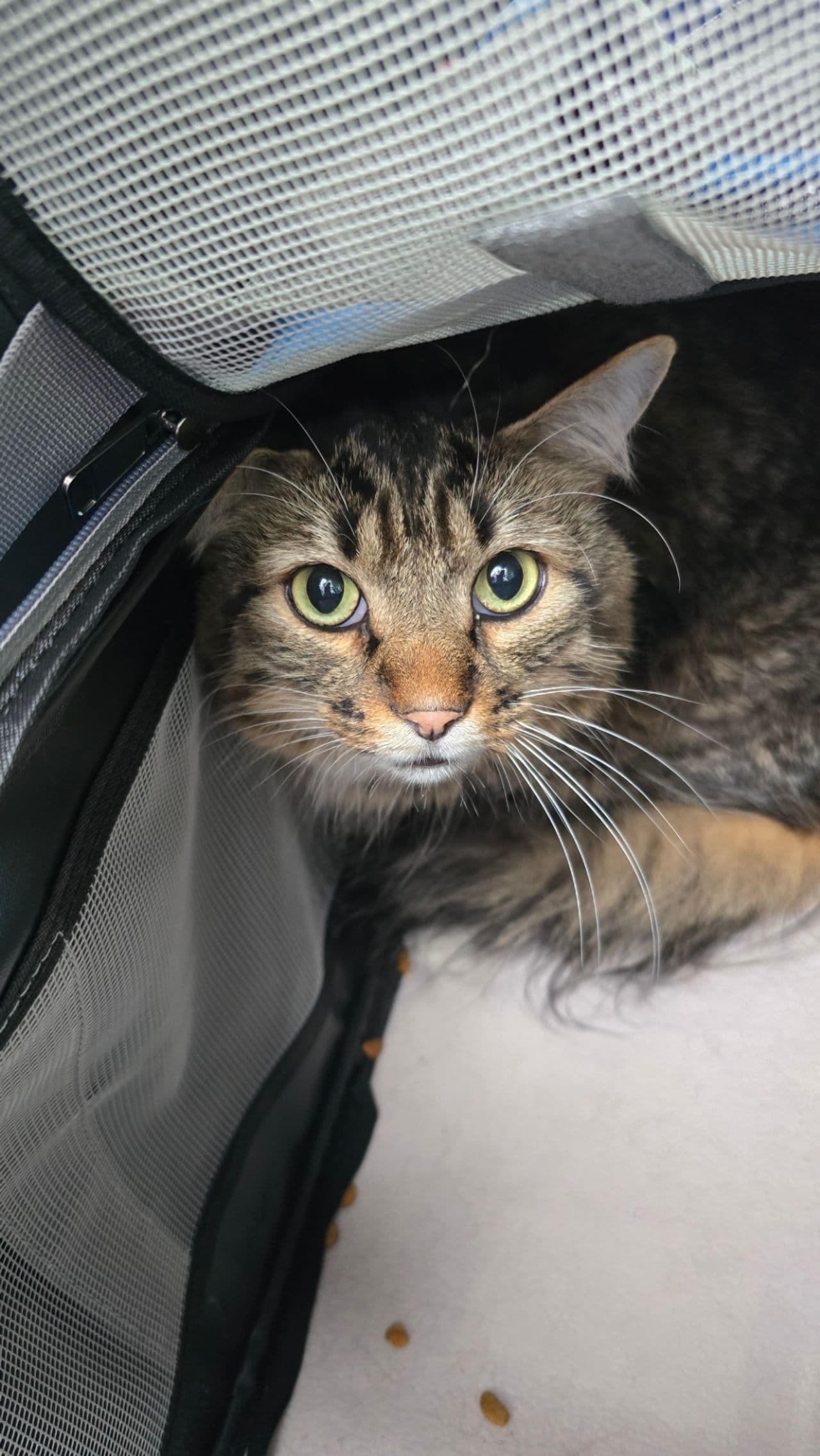 Pet travel photo 3