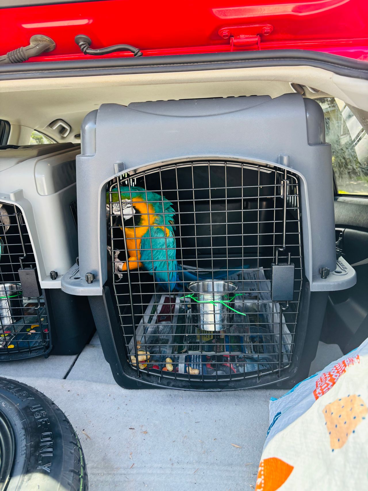 Pet travel photo 3
