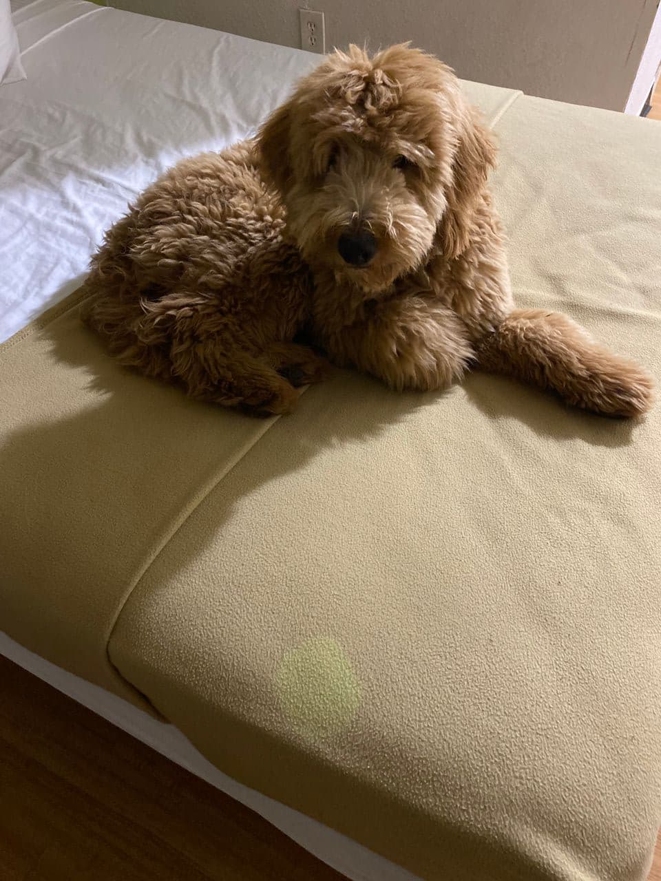 Pet travel photo 5