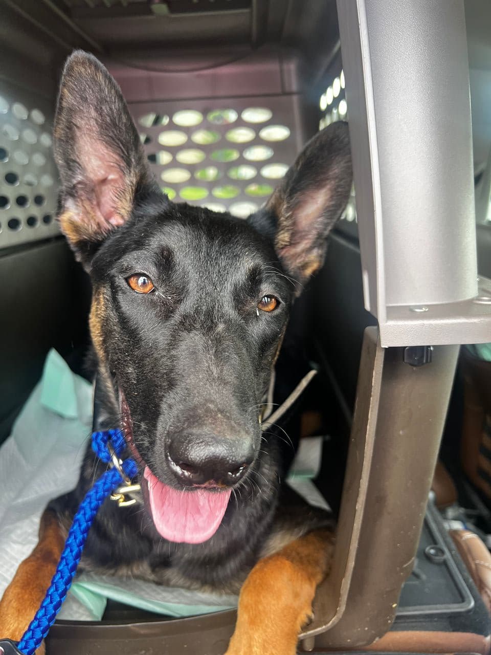 Pet travel photo 3