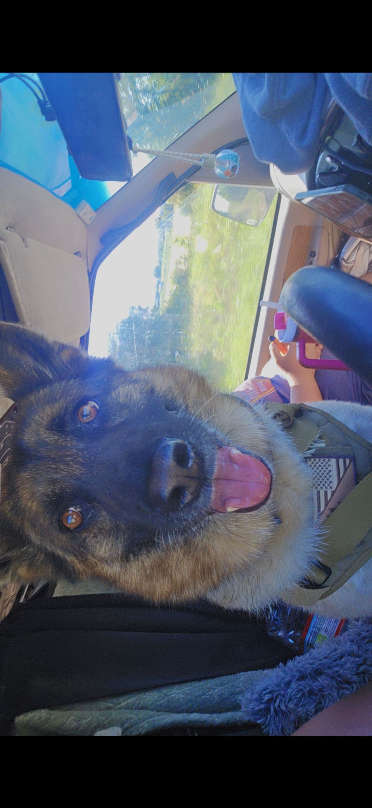 Pet travel photo 2