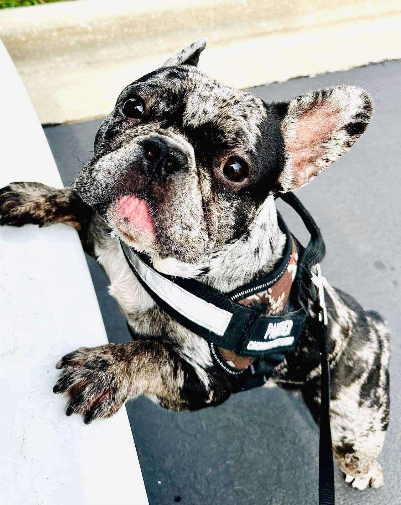 Pet travel photo 6