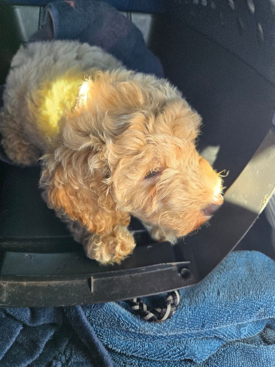 Pet travel photo 1