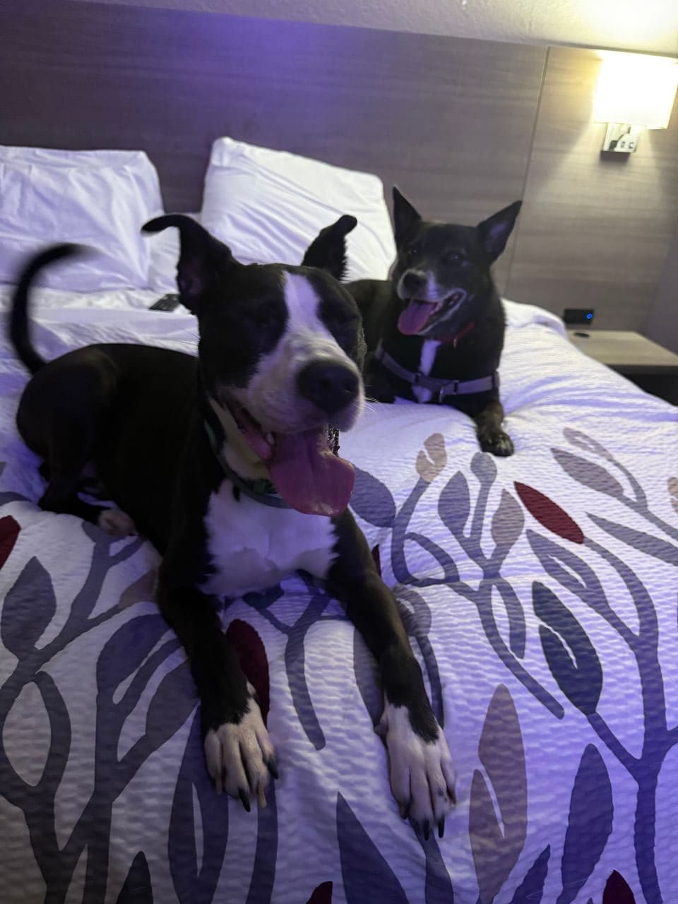 Pet travel photo 1