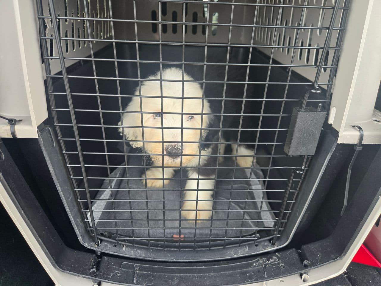 Pet travel photo 6