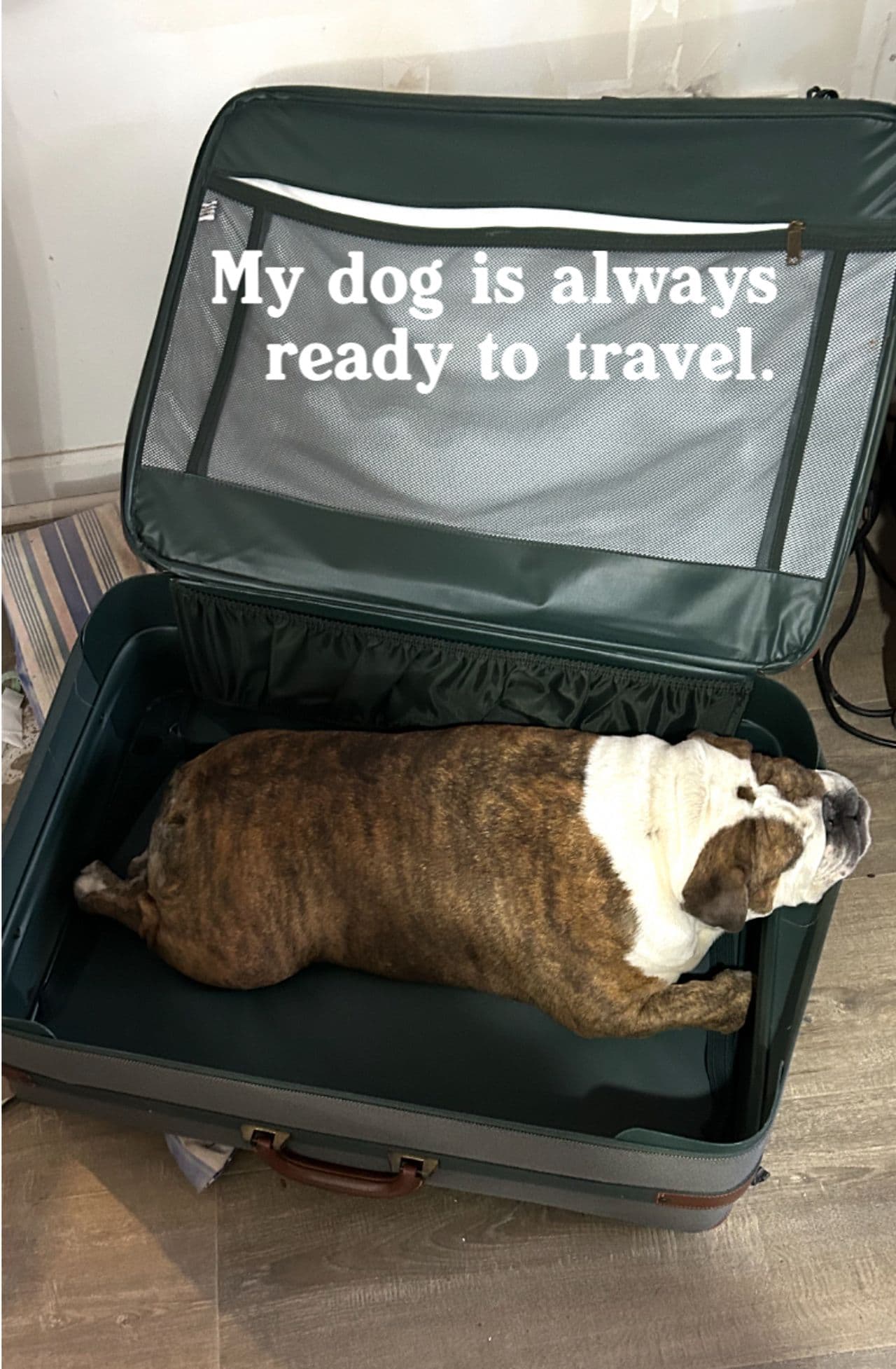 Pet travel photo 1
